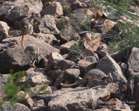 Australia, Brachina Gorge, Flinders Ranges, Landscape, Merna Mora Station, Nature, Photography, South Australia, Travel, Wilderness, Wildlife, Yellow-footed rock-wallaby