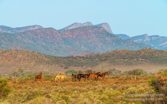 Australia, Brachina Gorge, Flinders Ranges, Landscape, Merna Mora Station, Nature, Photography, South Australia, Travel, Wilderness, Wildlife, Yellow-footed rock-wallaby