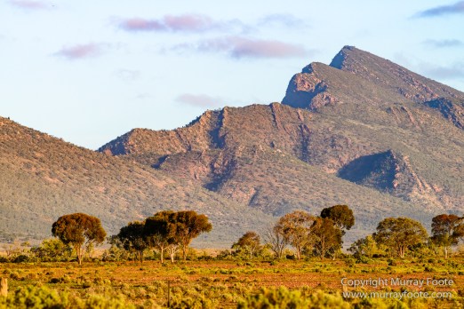 Australia, Brachina Gorge, Flinders Ranges, Landscape, Merna Mora Station, Nature, Photography, South Australia, Travel, Wilderness, Wildlife, Yellow-footed rock-wallaby