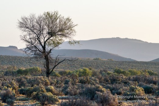 Australia, Brachina Gorge, Flinders Ranges, Landscape, Merna Mora Station, Nature, Photography, South Australia, Travel, Wilderness, Wildlife, Yellow-footed rock-wallaby