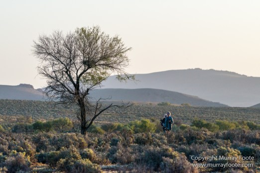 Australia, Brachina Gorge, Flinders Ranges, Landscape, Merna Mora Station, Nature, Photography, South Australia, Travel, Wilderness, Wildlife, Yellow-footed rock-wallaby