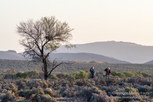 Australia, Brachina Gorge, Flinders Ranges, Landscape, Merna Mora Station, Nature, Photography, South Australia, Travel, Wilderness, Wildlife, Yellow-footed rock-wallaby