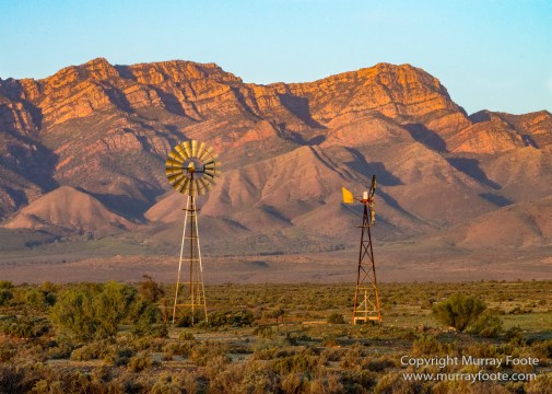 Australia, Brachina Gorge, Flinders Ranges, Landscape, Merna Mora Station, Nature, Photography, South Australia, Travel, Wilderness, Wildlife, Yellow-footed rock-wallaby
