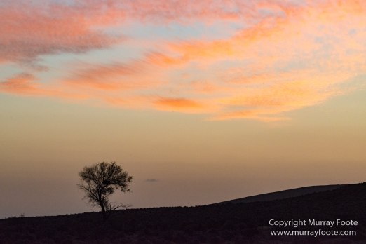 Australia, Brachina Gorge, Flinders Ranges, Landscape, Merna Mora Station, Nature, Photography, South Australia, Travel, Wilderness, Wildlife, Yellow-footed rock-wallaby