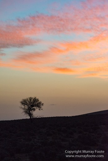 Australia, Brachina Gorge, Flinders Ranges, Landscape, Merna Mora Station, Nature, Photography, South Australia, Travel, Wilderness, Wildlife, Yellow-footed rock-wallaby