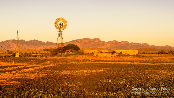 Architecture, Australia, Cazneau Tree, Flinders Ranges, Central Bearded dragon, Landscape, Macro, Merna Mora Station, Nature, Photography, South Australia, Travel, Wilderness, Wildlife, Yellow-footed rock-wallaby