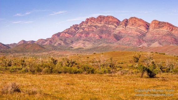Architecture, Australia, Flinders Ranges, Landscape, Macro, Merna Mora Station, Moralana Track, Nature, Nilpena Station, Photography, South Australia, Tawny frogmouth, Travel, Wilderness, Wildlife