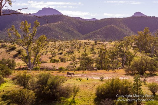 Architecture, Australia, Flinders Ranges, Landscape, Macro, Merna Mora Station, Moralana Track, Nature, Nilpena Station, Photography, South Australia, Tawny frogmouth, Travel, Wilderness, Wildlife