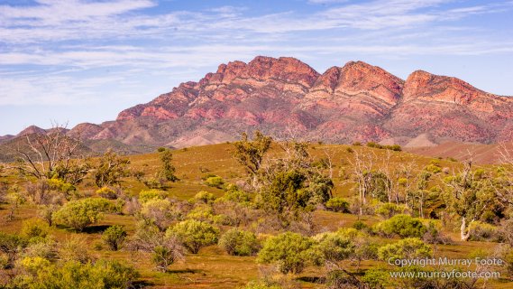 Architecture, Australia, Flinders Ranges, Landscape, Macro, Merna Mora Station, Moralana Track, Nature, Nilpena Station, Photography, South Australia, Tawny frogmouth, Travel, Wilderness, Wildlife