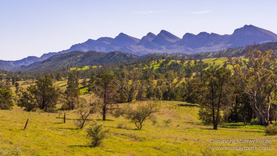 Architecture, Australia, Flinders Ranges, Landscape, Macro, Merna Mora Station, Moralana Track, Nature, Nilpena Station, Photography, South Australia, Tawny frogmouth, Travel, Wilderness, Wildlife
