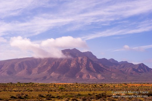Australia, Brachina Gorge, Flinders Ranges, Landscape, Merna Mora Station, Nature, Photography, South Australia, Travel, Wilderness, Wildlife, Yellow-footed rock-wallaby