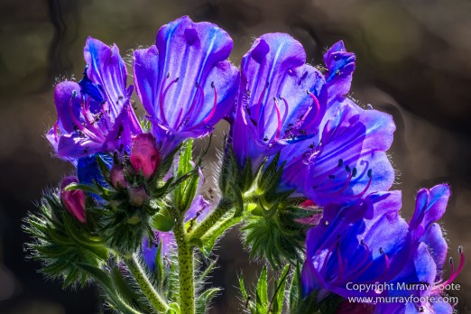 Architecture, Australia, Cazneau Tree, Flinders Ranges, Central Bearded dragon, Landscape, Macro, Merna Mora Station, Nature, Photography, South Australia, Travel, Wilderness, Wildlife, Yellow-footed rock-wallaby