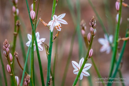 Architecture, Australia, Flinders Ranges, Landscape, Macro, Merna Mora Station, Moralana Track, Nature, Nilpena Station, Photography, South Australia, Tawny frogmouth, Travel, Wilderness, Wildlife