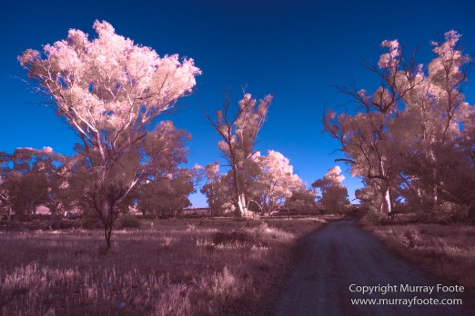 Architecture, Australia, Brachina Gorge, Cazneau Tree, Flinders Ranges, Infrared, Landscape, Merna Mora Station, Nature, Photography, South Australia, Travel, Wildlife