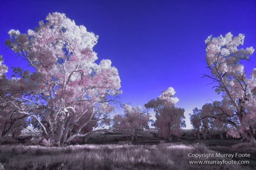 Architecture, Australia, Brachina Gorge, Cazneau Tree, Flinders Ranges, Infrared, Landscape, Merna Mora Station, Nature, Photography, South Australia, Travel, Wildlife