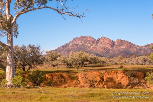 Australia, Brachina Gorge, Flinders Ranges, Landscape, Merna Mora Station, Nature, Photography, South Australia, Travel, Wilderness, Wildlife, Yellow-footed rock-wallaby