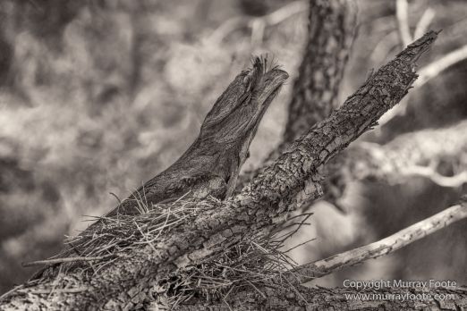 Architecture, Australia, Black and White, Flinders Ranges, Landscape, Monochrome, Nature, Photography, South Australia, Travel, Wilderness, Wildlife
