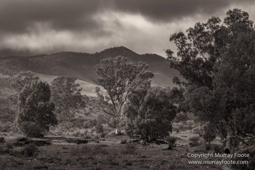 Architecture, Australia, Black and White, Flinders Ranges, Landscape, Monochrome, Nature, Photography, South Australia, Travel, Wilderness, Wildlife