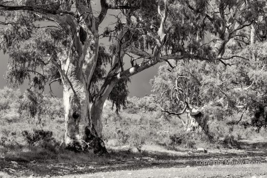 Architecture, Australia, Black and White, Flinders Ranges, Landscape, Monochrome, Nature, Photography, South Australia, Travel, Wilderness, Wildlife