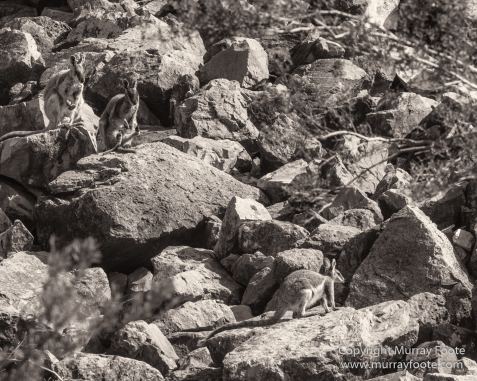 Architecture, Australia, Black and White, Flinders Ranges, Landscape, Monochrome, Nature, Photography, South Australia, Travel, Wilderness, Wildlife