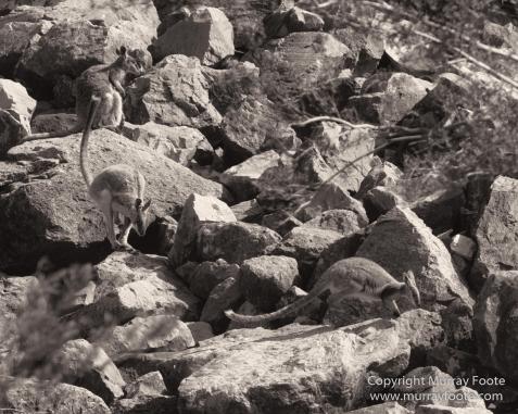 Architecture, Australia, Black and White, Flinders Ranges, Landscape, Monochrome, Nature, Photography, South Australia, Travel, Wilderness, Wildlife