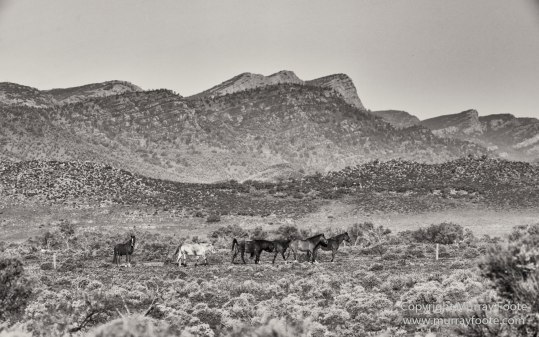 Architecture, Australia, Black and White, Flinders Ranges, Landscape, Monochrome, Nature, Photography, South Australia, Travel, Wilderness, Wildlife