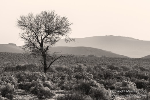 Architecture, Australia, Black and White, Flinders Ranges, Landscape, Monochrome, Nature, Photography, South Australia, Travel, Wilderness, Wildlife