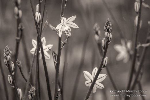 Architecture, Australia, Black and White, Flinders Ranges, Landscape, Monochrome, Nature, Photography, South Australia, Travel, Wilderness, Wildlife