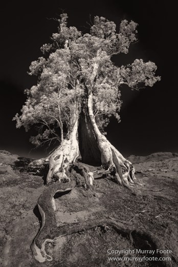 Architecture, Australia, Black and White, Flinders Ranges, Infrared, Landscape, Monochrome, Nature, Photography, South Australia, Travel, Wilderness, Wildlife