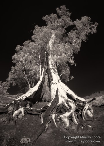 Architecture, Australia, Black and White, Flinders Ranges, Infrared, Landscape, Monochrome, Nature, Photography, South Australia, Travel, Wilderness, Wildlife