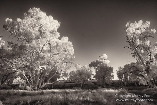 Architecture, Australia, Black and White, Flinders Ranges, Infrared, Landscape, Monochrome, Nature, Photography, South Australia, Travel, Wilderness, Wildlife