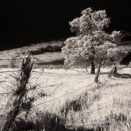 Architecture, Australia, Black and White, Flinders Ranges, Infrared, Landscape, Monochrome, Nature, Photography, South Australia, Travel, Wilderness, Wildlife