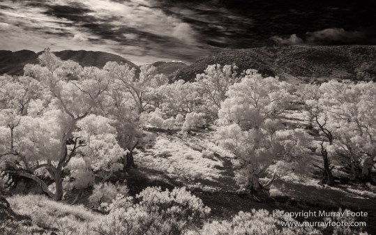 Architecture, Australia, Black and White, Flinders Ranges, Infrared, Landscape, Monochrome, Nature, Photography, South Australia, Travel, Wilderness, Wildlife