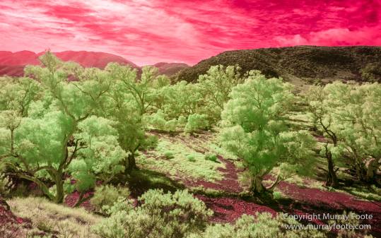 Australia, Flinders Ranges, Infrared, Landscape, Merna Mora Station, Nature, Parachilna, Photography, South Australia, Travel