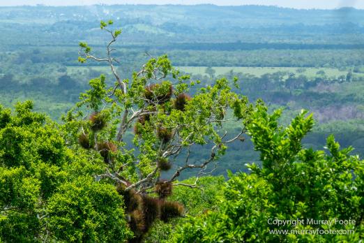 Archaeology, Architecture, Cormorant, Guatemala, Howler Monkeys, Landscape, Maya, Nature, Photography, Topoxte, Toucan, Travel, Wilderness, Wildlife, Yaxha