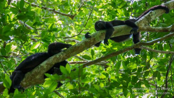 Archaeology, Architecture, Cormorant, Guatemala, Howler Monkeys, Landscape, Maya, Nature, Photography, Topoxte, Toucan, Travel, Wilderness, Wildlife, Yaxha