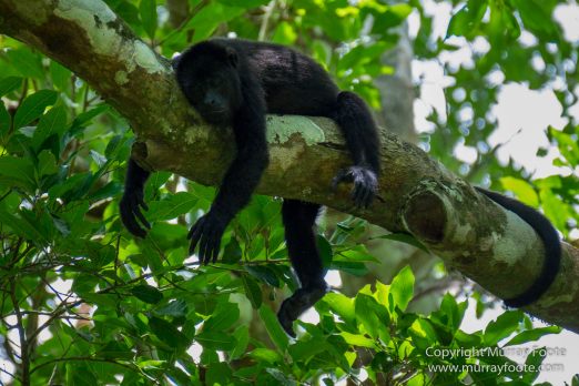 Archaeology, Architecture, Cormorant, Guatemala, Howler Monkeys, Landscape, Maya, Nature, Photography, Topoxte, Toucan, Travel, Wilderness, Wildlife, Yaxha