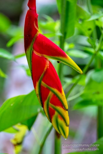 Archaeology, Architecture, Cormorant, Guatemala, Howler Monkeys, Landscape, Maya, Nature, Photography, Topoxte, Toucan, Travel, Wilderness, Wildlife, Yaxha