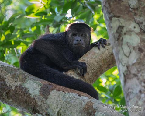 Archaeology, Architecture, Cormorant, Guatemala, Howler Monkeys, Landscape, Maya, Nature, Photography, Topoxte, Toucan, Travel, Wilderness, Wildlife, Yaxha