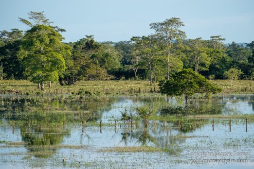 Archaeology, Architecture, Cormorant, Guatemala, Howler Monkeys, Landscape, Maya, Nature, Photography, Topoxte, Toucan, Travel, Wilderness, Wildlife, Yaxha