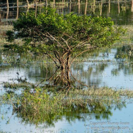 Archaeology, Architecture, Cormorant, Guatemala, Howler Monkeys, Landscape, Maya, Nature, Photography, Topoxte, Toucan, Travel, Wilderness, Wildlife, Yaxha
