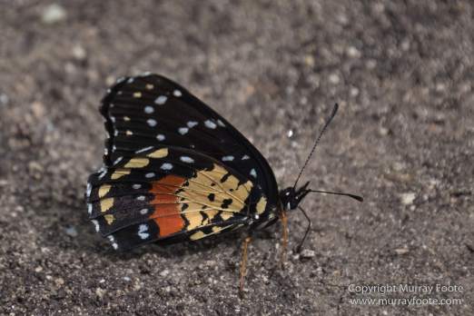 Archaeology, Architecture, Guatemala, History, Infrared, Landscape, Maya, Nature, Photography, Rainbow-billed Toucan, Topoxte, Travel, Wildlife, Yaxha