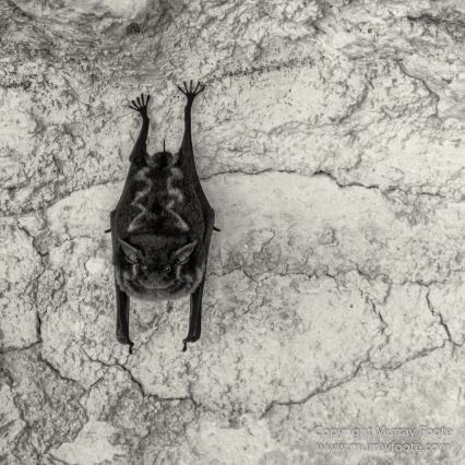 Archaeology, Architecture, Black and White, Flores, Guatemala, La Blanca, Landscape, Maya, Monochrome, Nature, Photography, Street photography, Travel, Wildlife, Yaxha