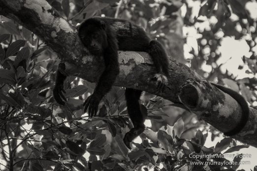 Archaeology, Architecture, Black and White, Flores, Guatemala, La Blanca, Landscape, Maya, Monochrome, Nature, Photography, Street photography, Travel, Wildlife, Yaxha
