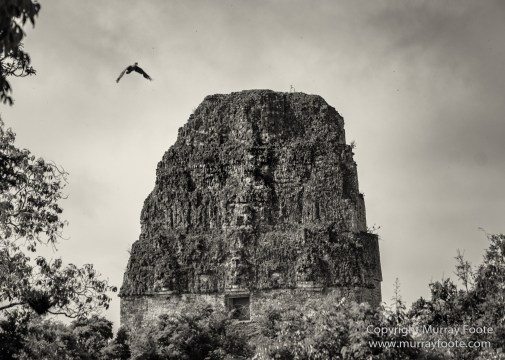 Archaeology, Architecture, Black and White, Guatemala, Infrared, Landscape, Maya, Monochrome, Nature, Photography, Tikal, Travel