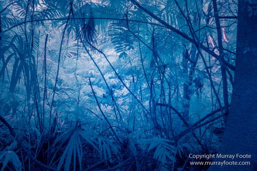 Archaeology, Architecture, Guatemala, History, Infrared, Landscape, Maya, Nature, Photography, Tikal, Travel, Wildlife