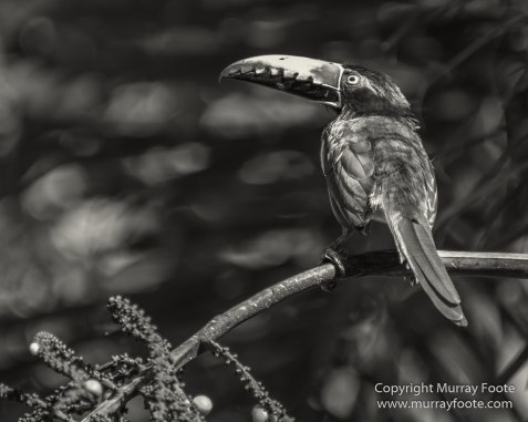 Archaeology, Architecture, Black and White, Flores, Guatemala, La Blanca, Landscape, Maya, Monochrome, Nature, Photography, Street photography, Travel, Wildlife, Yaxha