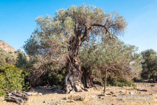 Archaeology, Architecture, Crete, Greece, History, Landscape, Photography, Sougia, Street photography, Travel