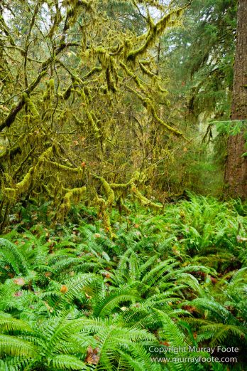 Hoh Rain Forest, La Push, Landscape, Nature, Photography, Rainforest, Rialto Beach, seascape, Travel, USA, Washington, Wilderness