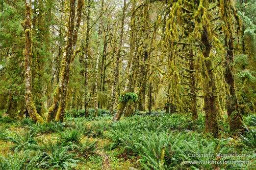 Hoh Rain Forest, La Push, Landscape, Nature, Photography, Rainforest, Rialto Beach, seascape, Travel, USA, Washington, Wilderness